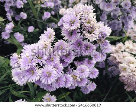 Small pastel purple flowers in the courtyard show off the cold breeze with your favorite flowers. Colors bring life to life.