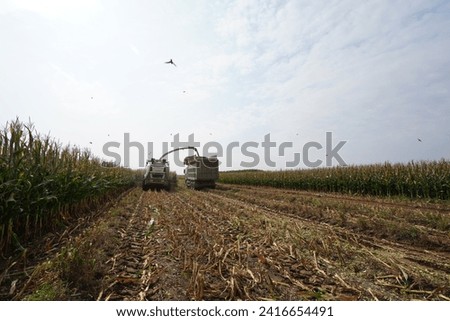 Luannan County, China - October 8, 2022: Farmers use large machinery to harvest silage corn in farmland, North China  Royalty-Free Stock Photo #2416654491