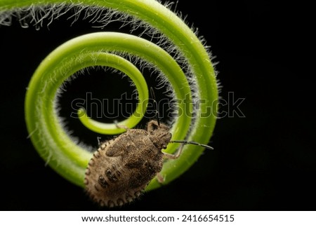 stinkbug nymph in the wild state  Royalty-Free Stock Photo #2416654515