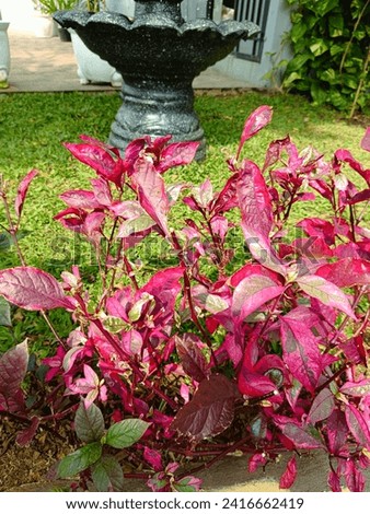 Lush red-foliage plants thrive in the garden, adding vibrant splashes of color and beauty to the flourishing greenery.