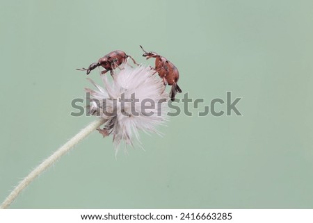 Two weevil giraffes are looking for food in a wild grass flower. This insect has the scientific name Apoderus tranquebaricus.