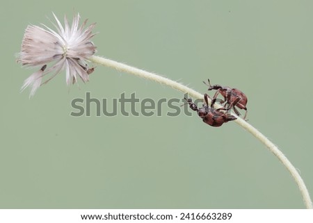 Two weevil giraffes are looking for food in a wild grass flower. This insect has the scientific name Apoderus tranquebaricus.