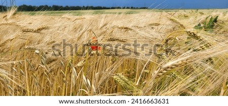 Panorama of a golden wheat field with one red poppy flower.