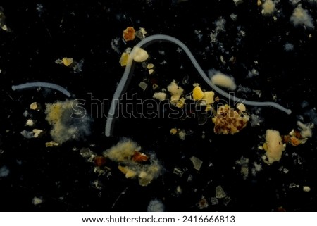 Tapeworms (Cestoda: Caryophyllidea), Parasites of Fish in Thailand.