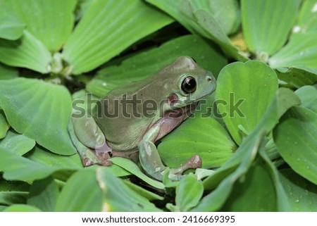 dumpy frog camouflaged with leaves on water, tree frog front view, litoria caerulea, animals closeup