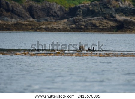 Sea otter floats on its back near kelp bed, Nuchatliz Provincial Park, Nootka Island, British Columbia Royalty-Free Stock Photo #2416670085