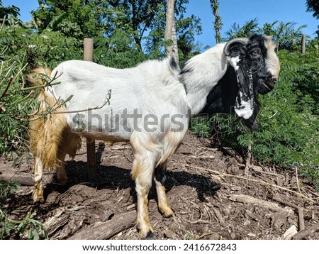 big goat ready to charge