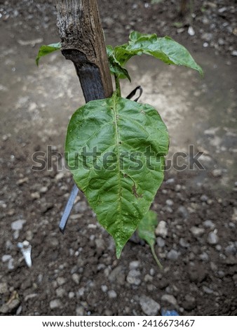 "Wilted chili plant, once lively, now drooping—capturing the toll of environmental challenges on agricultural vitality. A poignant portrayal of nature's struggle and resilient  Royalty-Free Stock Photo #2416673467