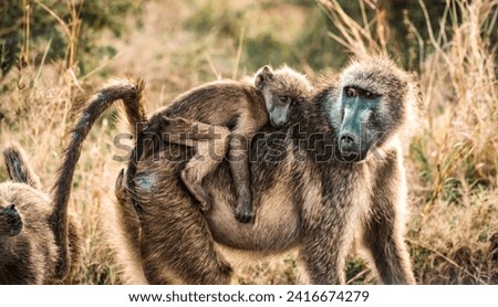 The african Baboon and african way