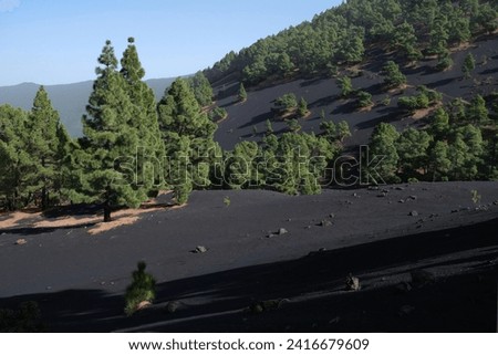 Amazing volcanic scenery with pine forest on yellow tourist trail around volcan Montana Quemada (Volcan Tacande) from El Paso to De Pilar on La Palma, Canary Islands, Spain Royalty-Free Stock Photo #2416679609
