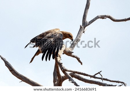 Tawny eagle landing in tree in African savanna. Dead snag, large raptor, safari. 