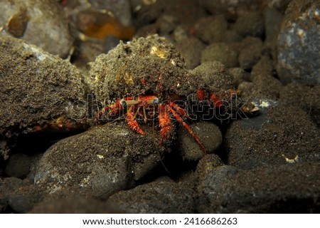 Aquatic wildlife in the deep sea, night dive. Red hermit crab on the seabed. Underwater picture, marine life in the night. Scuba diving on the reef. Crab on the rocks.