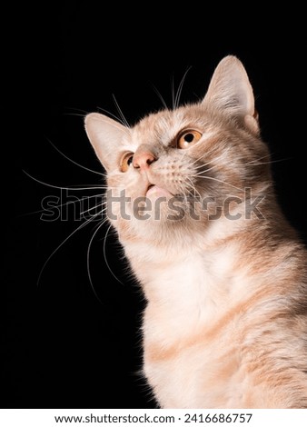 Cat portrait on black background with room for quote