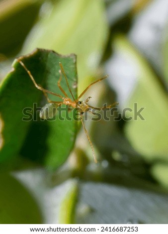 Green Ants with nest made of leafs, North Australia