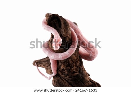 baby corn snake on wood isolated on white background, baby red rat snake (Pantherophis guttatus)
