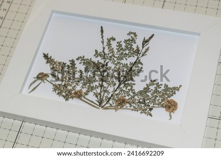 Real pressed herbs on white photo frame
