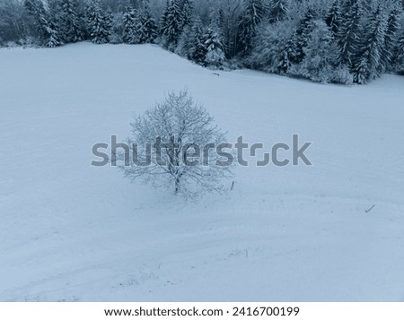 Aerial view of single snow covered tree in winter. Royalty-Free Stock Photo #2416700199