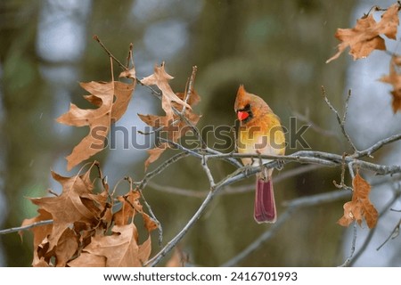 The northern cardinal (Cardinalis cardinalis), female in pale pink plumage on a tree branch in winter, New Jersey Royalty-Free Stock Photo #2416701993
