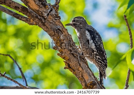Red-naped sapsucker, a medium-size woodpecker – juvenile Royalty-Free Stock Photo #2416707739