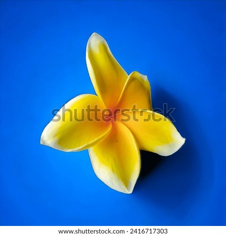 beautiful flower, has five yellow petals on a blue background