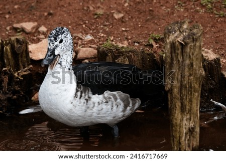 a single female knob-billed duck or African comb duck  (Sarkidiornis melanotos)