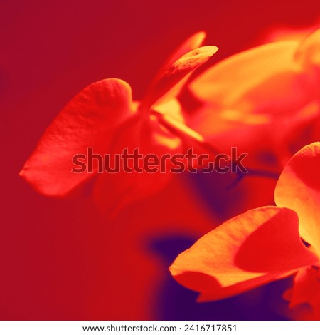 Blooming colored orchids, flowering plants, natural background for text, red and orange photo
