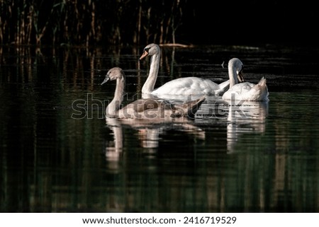a family of mute swans on a pond or lake