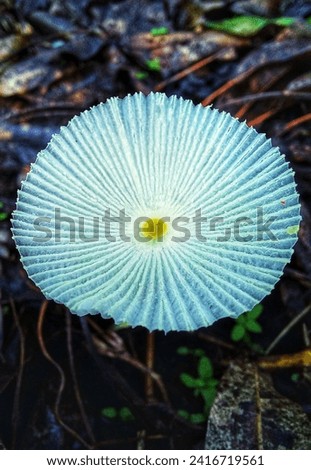 Fragile mushroom pictured from above