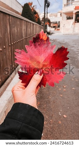 While walking in the streets in Autumn; picturing the beauty of the leaves. 