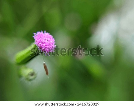 Natural background, beautiful flowers of the Cyanthillium cinereum plant.