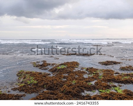 view of the beach with receding sea water and beautiful coral reefs and other marine biota