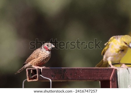 Cape weaver perched on a iron bar.