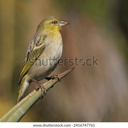 Cape weaver perched on a aloe flower.