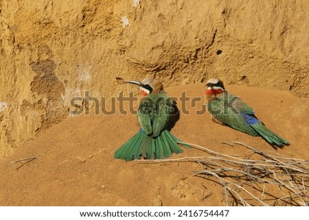 Pair of white fronted bee eaters perched on the ground at their nest.