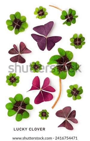 Green four leaf clover and red leaves collection isolated on white background. Good luck clover composition. St. Patricks day. Top view, flat lay. Design element. Creative layout
