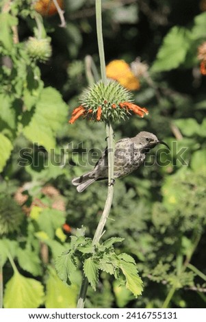 Amethyst sun bird perched on a wild dagga plant.