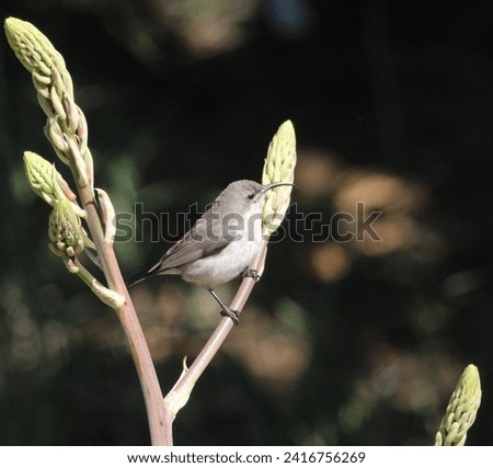 Female white bellied sun bird perched on a aloe flower.