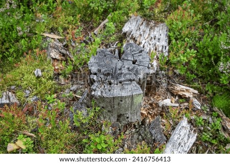 Old grey weathered tree stump in the north european forest. Deforestation for safety