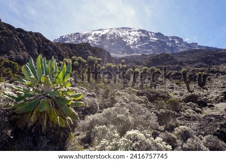 Mount Kilimanjaro, Tanzania, the highest mountain of Africa covered with snow. Landscape view with yellow flowers and tropical trees in the foreground. Royalty-Free Stock Photo #2416757745