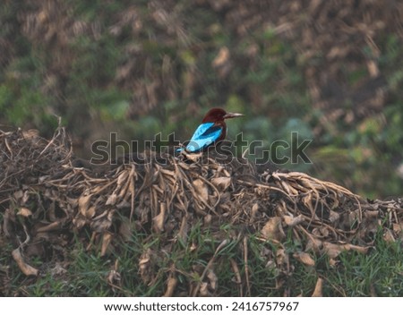 A kingfisher was sitting in search of his food. The photo was taken on 21th January 2024 from Kaliganj in Gazipur district.