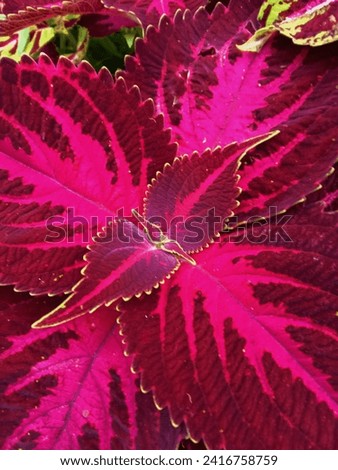 close photo of the miana batik ornamental plant.
