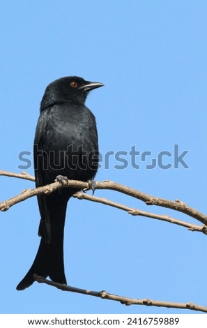 Forked tailed drongo perched on a tree branch.