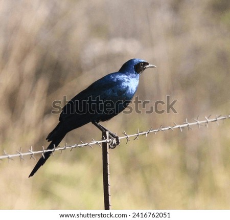 Long tailed glossy starling perched on a wired fence.