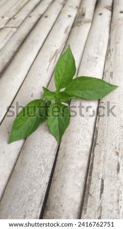 Magetan, Indonesia - January 24, 2024 : Basil leaves photographed in the afternoon on a bamboo bed