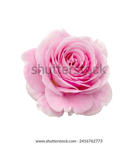 Fresh beautiful pink rose with dew drops isolated on a white background. Detail for creating a collage Royalty-Free Stock Photo #2416762773