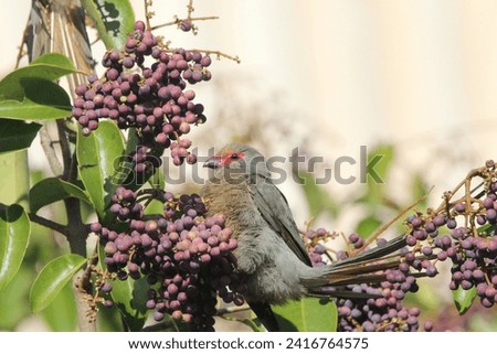 Masked mouse bird perched on a tree branch.
