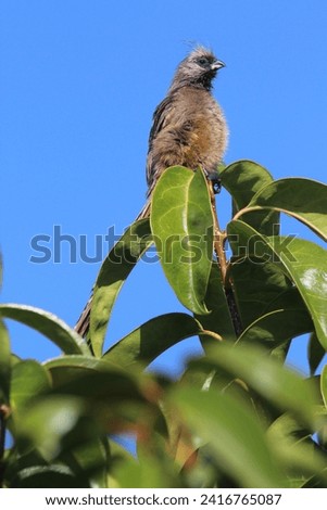 Speckled mouse bird perched on a tree branch.