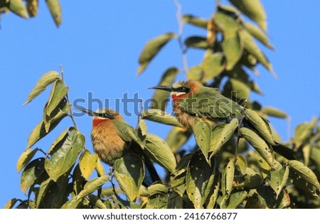 White fronted bee eaters perched on a tree branch.