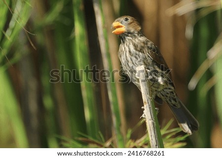 Thick billed weaver perched on a reed.
