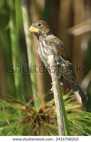 Thick billed weaver perched on a reed.